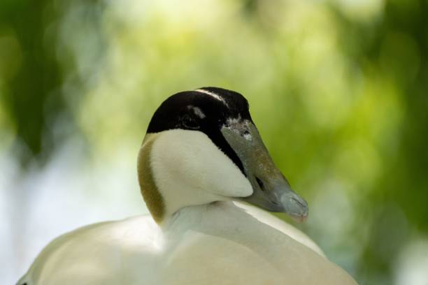 Selective focus shot of a common Eider Duck in the park A selective focus shot of a common Eider Duck in the park eider duck stock pictures, royalty-free photos & images