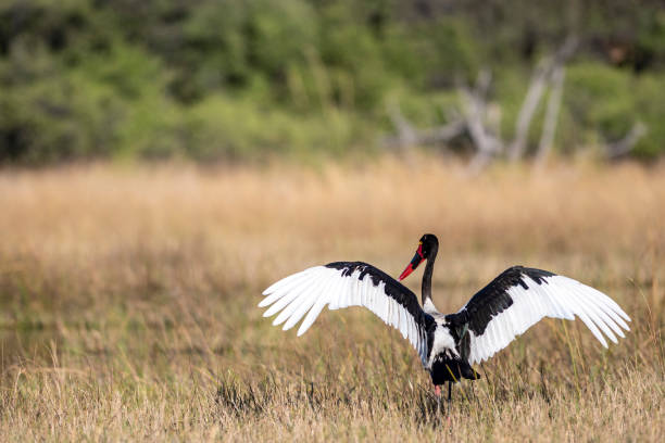 새들에 청구된 황새 - saddle billed stork 뉴스 사진 이미지