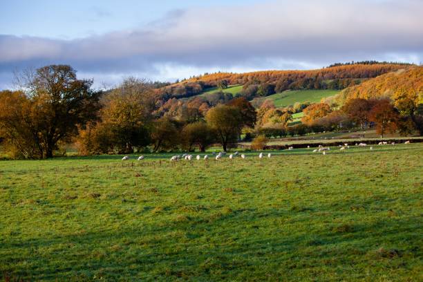 Autumn rural landscape from South Harting, UK