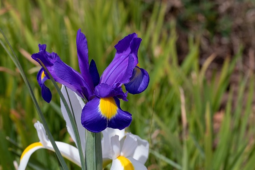 Blooming flowers of Dutch Iris Blue Diamond in the meadow