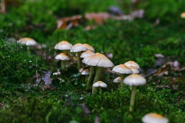 istock Cluster of Psilocybe cubensis mushrooms in a forest 1459572542