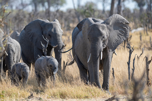 Herd of African elephants with babies