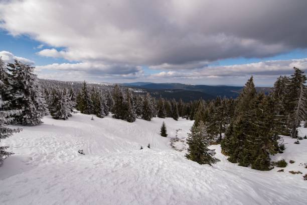 istock Mountains slope with pine trees covered in snow on a cold winter day 1459572571