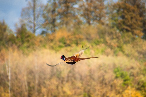 A colorful pheasant freely flying against forest trees