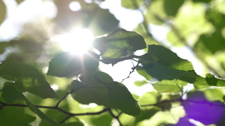 A fresh green tree leaves with beautiful sunlight