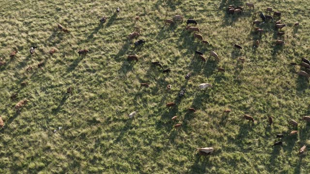Top view of meadow at sunset with herd of cows