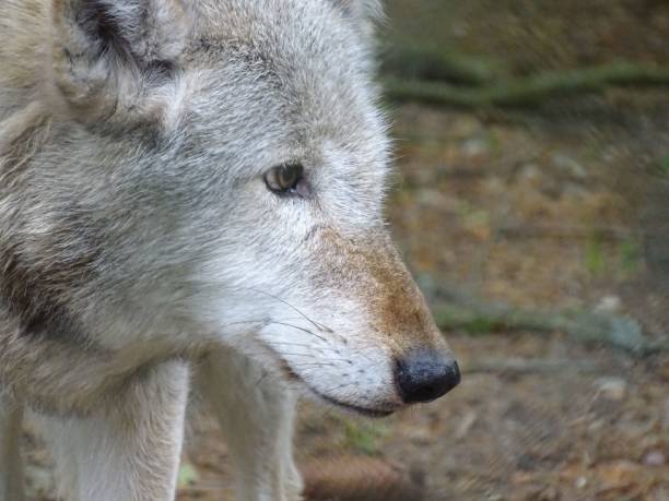 istock Closeup of a beautiful wolf looking away in a forest 1459573690