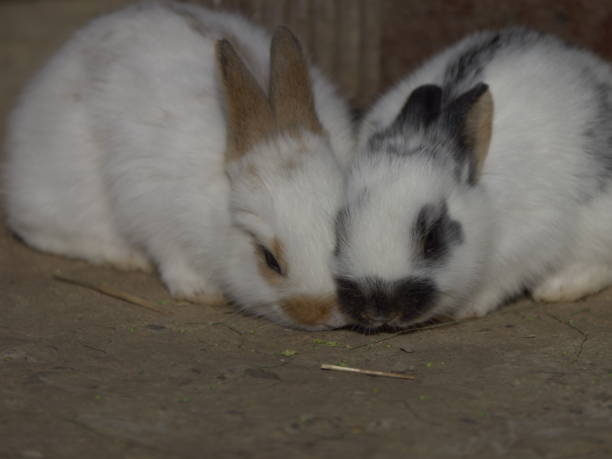 istock Closeup shot of two cute rabbits sleeping together 1459574215
