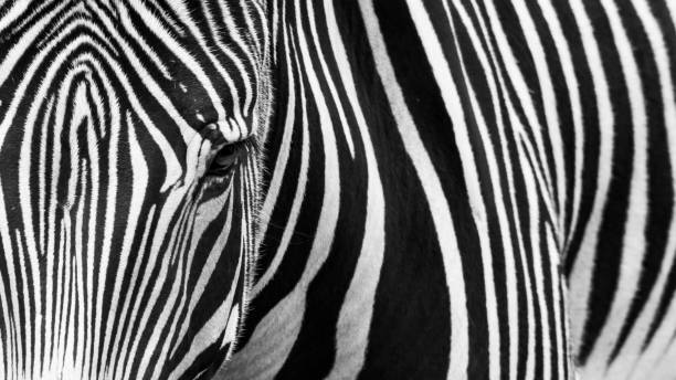 istock Closeup shot of the Zebra 1459574853