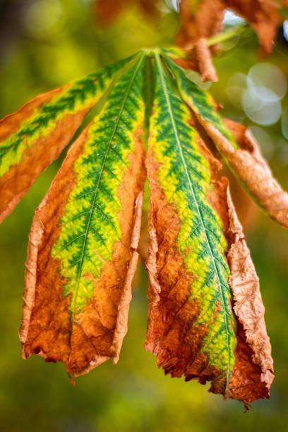 istock Vertical shot of a colorful leaf with dryness 1459575238