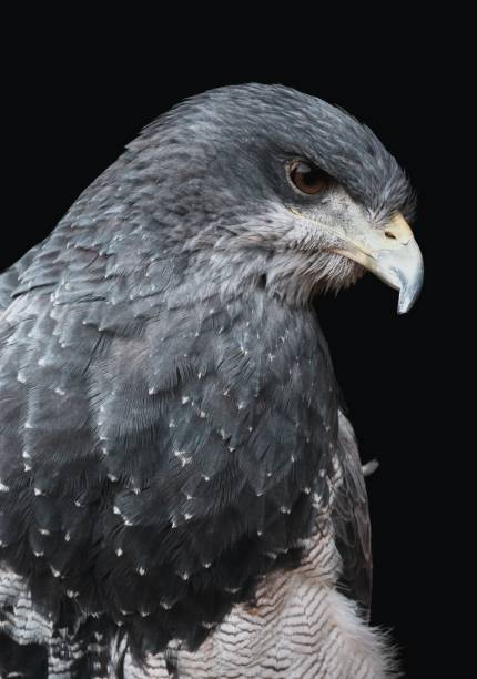 istock Vertical shot of a Chilean blue eagle isolated on a black background 1459575255