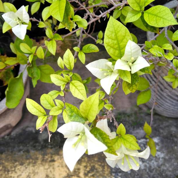 istock White flower in the garden 1459575628