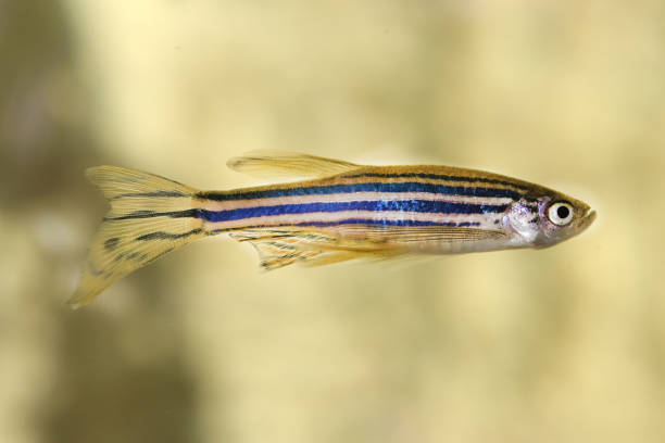 istock Danio fish. Aquarium macro closeup background. 1459576249