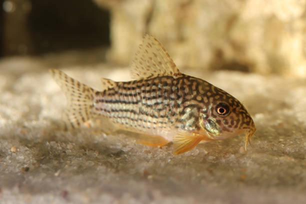istock Marble catfish fish. Macro closeup background. 1459576255