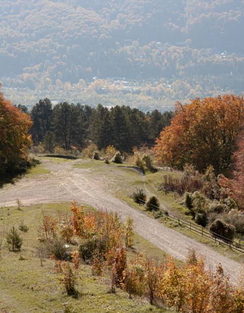 A vertical high-angle shot of a path leading to the autumn forest.