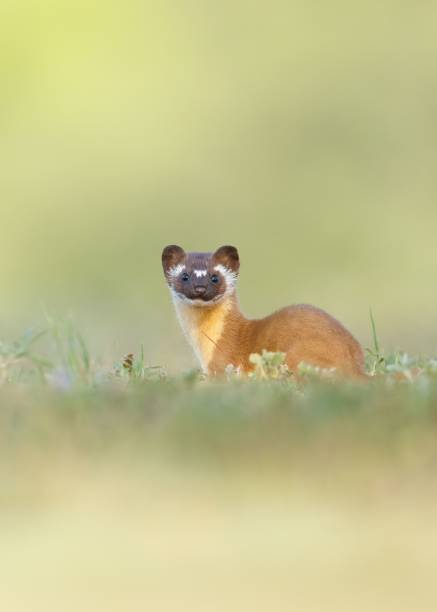 istock Adorable Long tailed weasel (Neogale frenata) in a natural area 1459576533