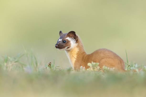 istock Adorable Long tailed weasel (Neogale frenata) in a natural area 1459576537