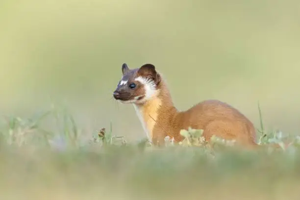 An adorable Long tailed weasel (Neogale frenata) in a natural area