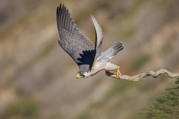 istock Adorable peregrine falcon (Falco peregrinus) standing on a tree branch on a brown background 1459576584