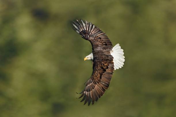istock Giant Bald Eagle (Haliaeetus leucocephalus) flying with its legs and wings open in a forest 1459576606