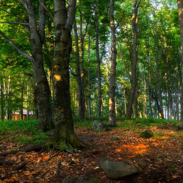 istock Sunrise in the middle of an amazing forest. 1459576830