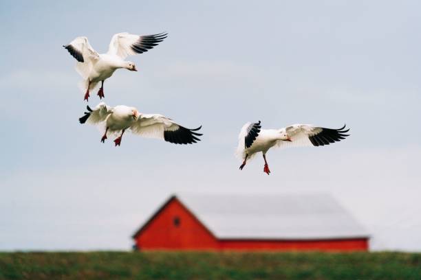 Three snow geese landing in a field in the Skagit Valley of Washington State with a red barn in the background.