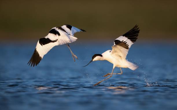 istock Closeup of two pied avocet (Recurvirostra avosetta) flying over a river 1459577902