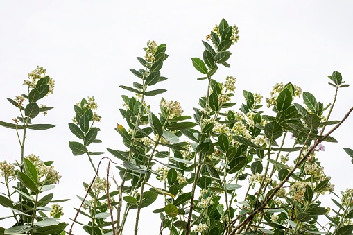 Calotropis gigantea flower or crown flower on white background in india. Untended poisonous plants.