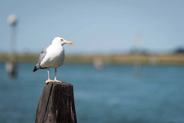 istock Closeup of a seagull perched on a tree stump 1459578210