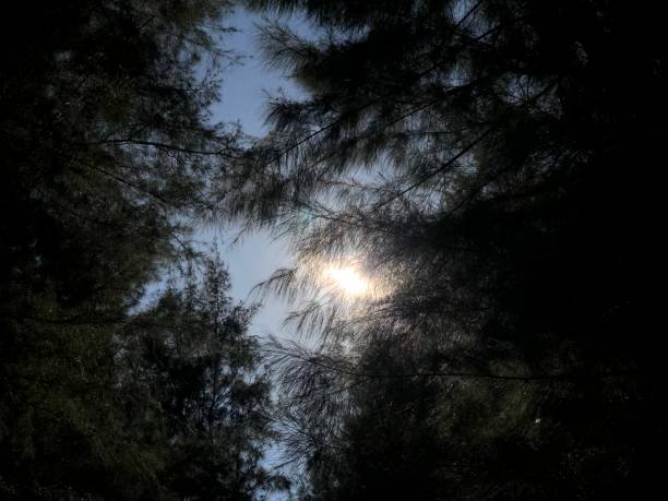 istock sunlight shining through the leaves 1459578284