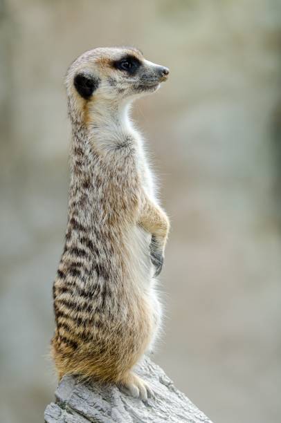 istock Vertical shot of a meerkat standing on a rock. 1459578551