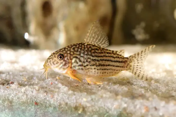 Photo of Marble catfish fish. Macro closeup background.
