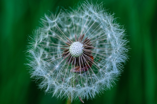 A macro shot of dandelion on a green background