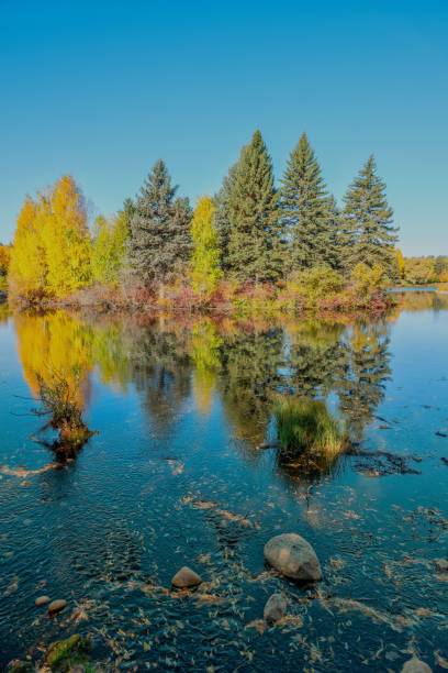 istock Vertical shot of autumn-colored spruces reflecting in a pond 1459578796