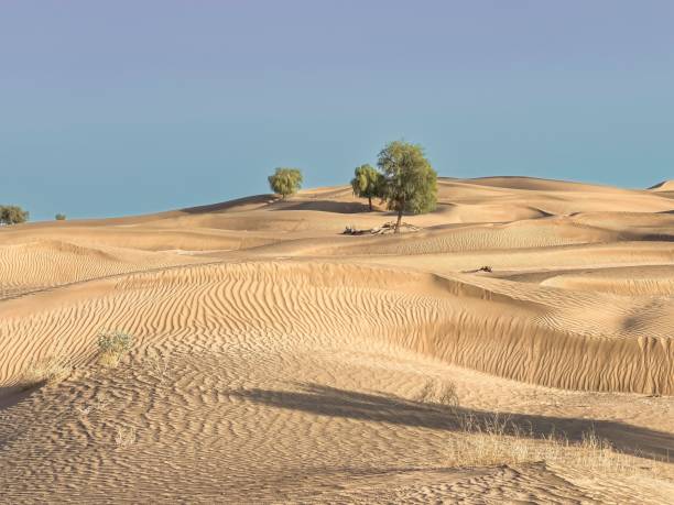 istock Mesmerizing desert landscape with dunes and several green trees under a clear blue sky 1459578851