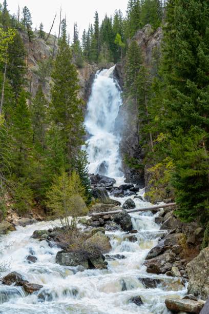 istock Vertical shot of a streaming waterfall in the woods 1459578918