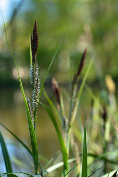 istock Cherokee Sedges along the river, vertical 1459578993