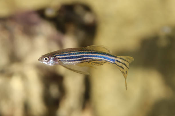 istock Danio fish. Aquarium macro closeup background. 1459579076