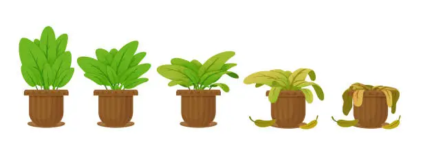 Vector illustration of Flower houseplant withering phases vector flat illustration. Potted flower life cycle