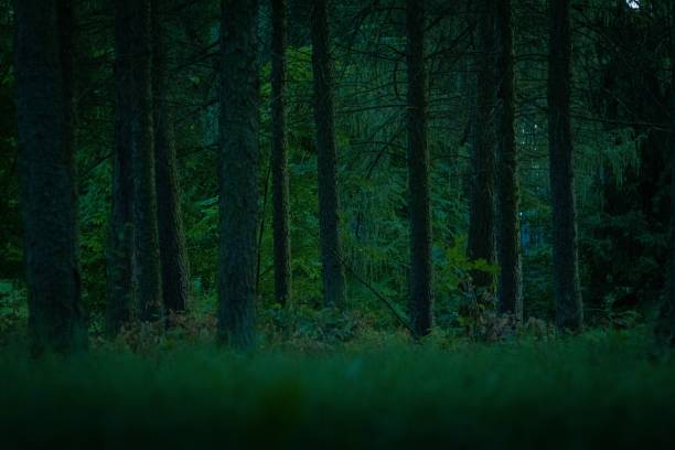 istock Landscape view of the green forest in  Lithuania 1459579604