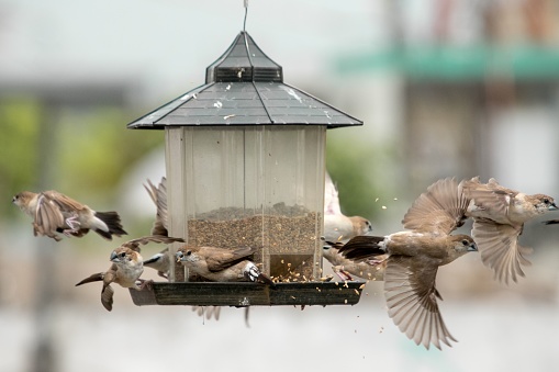 A closeup shot of a small flock of sparrows flying around bird feeder with blur background