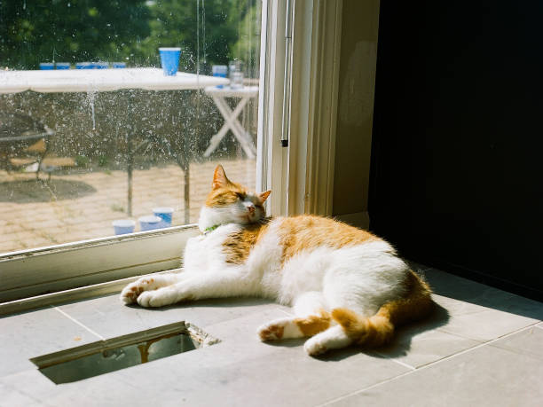 istock Cat Relaxing In The Sun 1459580057