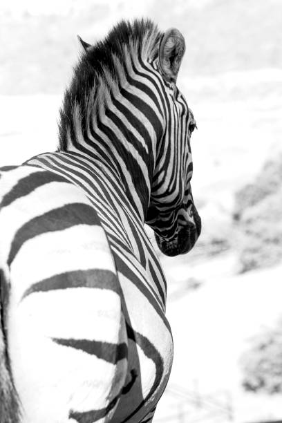 istock Grayscale of a zebra in Kruger National park 1459580078