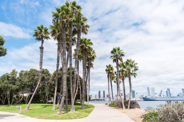 istock Palm trees on the seashore 1459580826