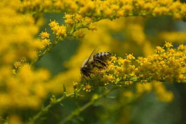 istock Selective focus shot of a bee on a yellow flower 1459580943