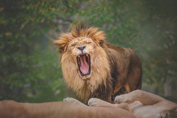 istock Closeup of a roaring lion 1459580987