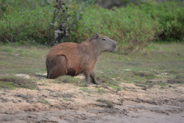 istock Closeup of a capybara in a field covered in greenery with a blurry background 1459581285