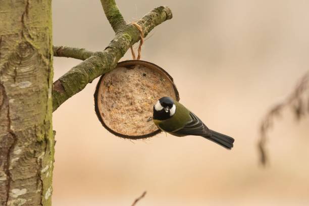 istock Hungry Great Tit perched on a suet coconut bird feeder hanging from a tree 1459581493