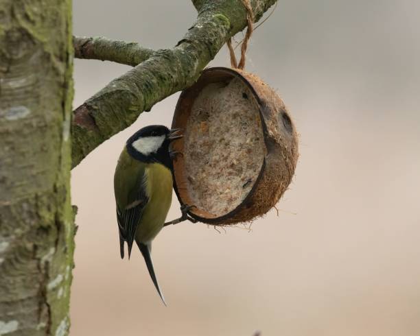 istock Hungry Great Tit perched on a suet coconut bird feeder hanging from a tree 1459581501