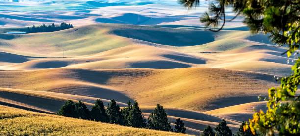 scene di paesaggio a palouse washington - palouse foto e immagini stock